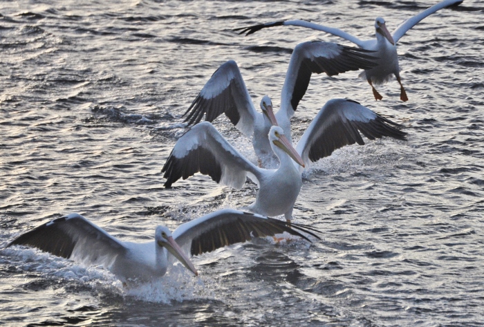 white pelicans on water